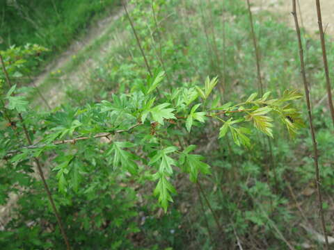 Image of Chinese Hawthorn