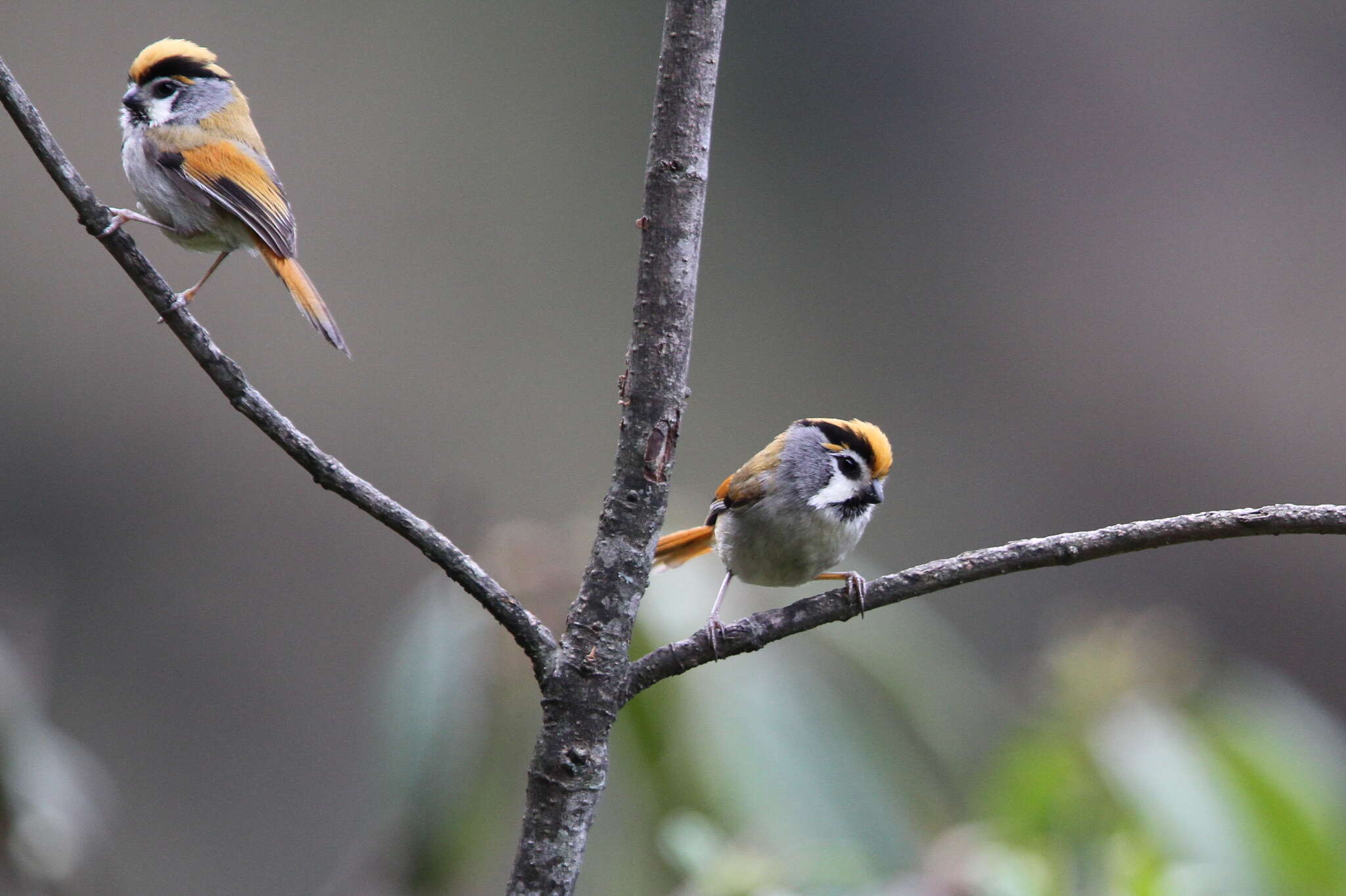 Image of Black-throated Parrotbill