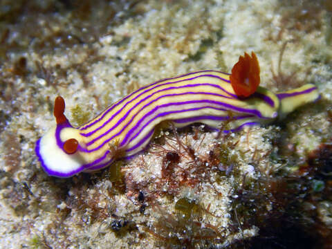 Imagem de Hypselodoris maridadilus Rudman 1977