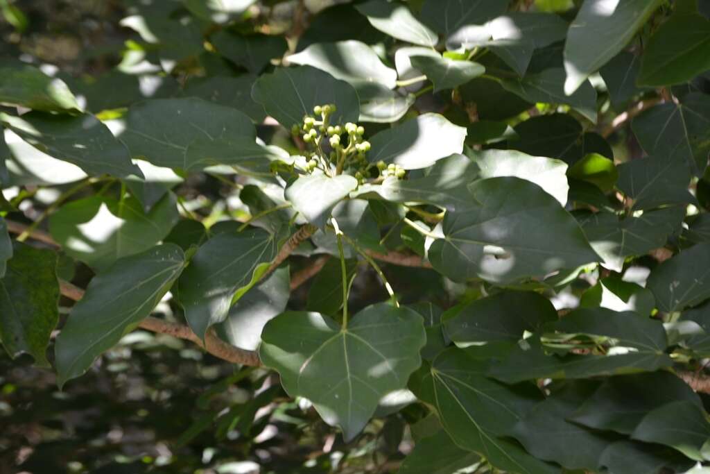 Image of Oreopanax platyphyllus Marchal