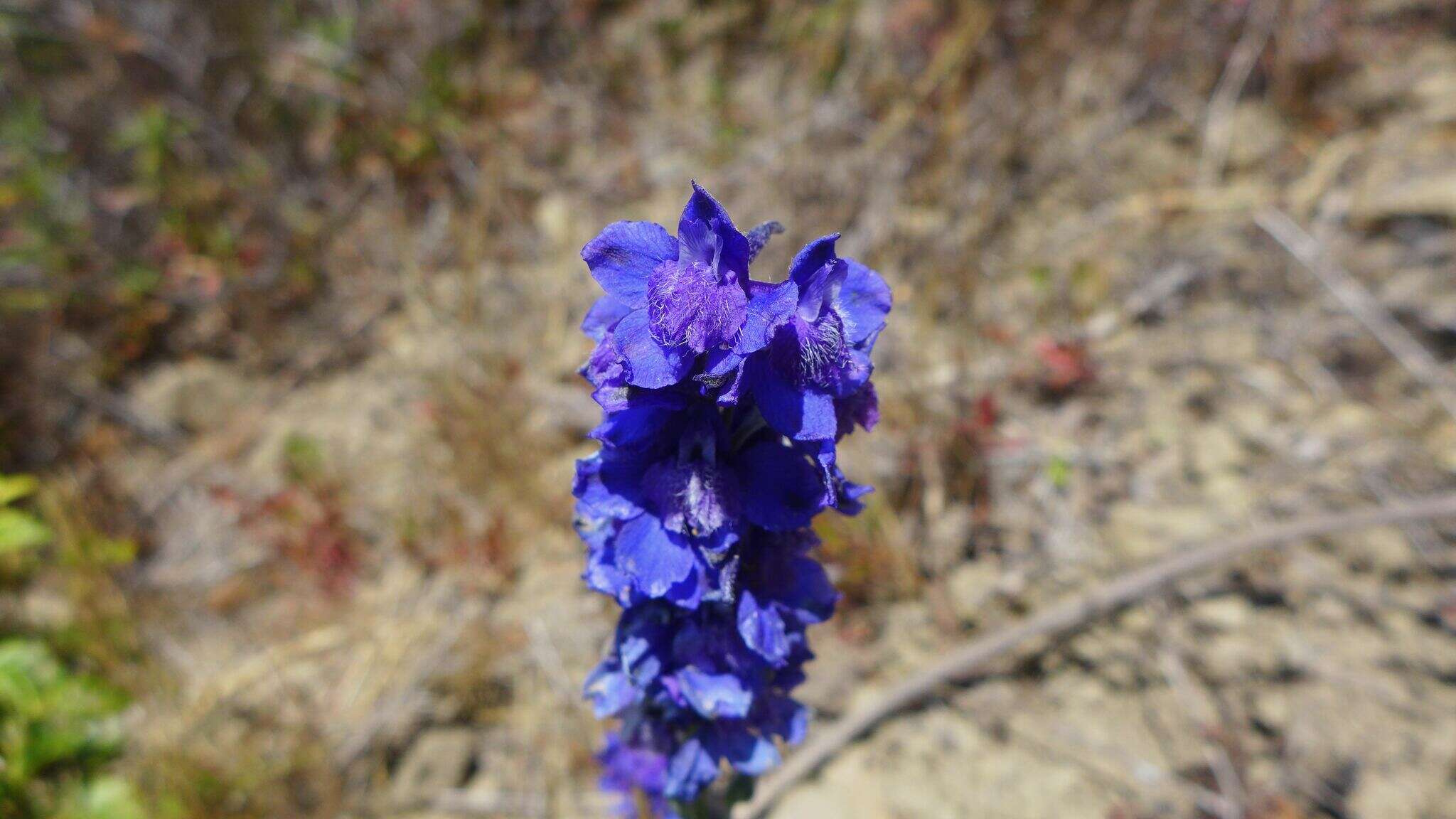 Plancia ëd Delphinium decorum Fisch. & Mey.