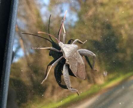 Image of Florida leaf-footed bug