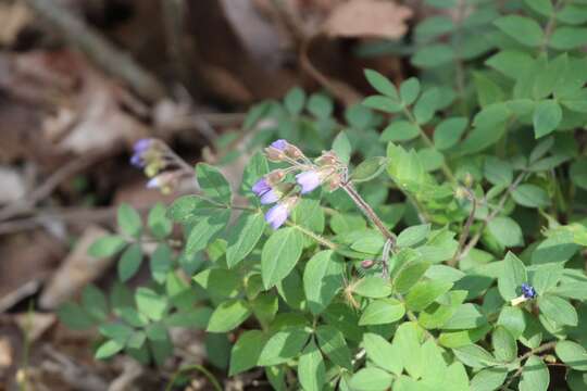 Image of Greek valerian