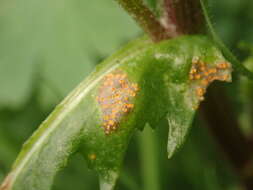 Image of Puccinia lagenophorae Cooke 1884