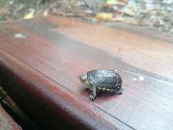 Image of Oaxaca Mud Turtle