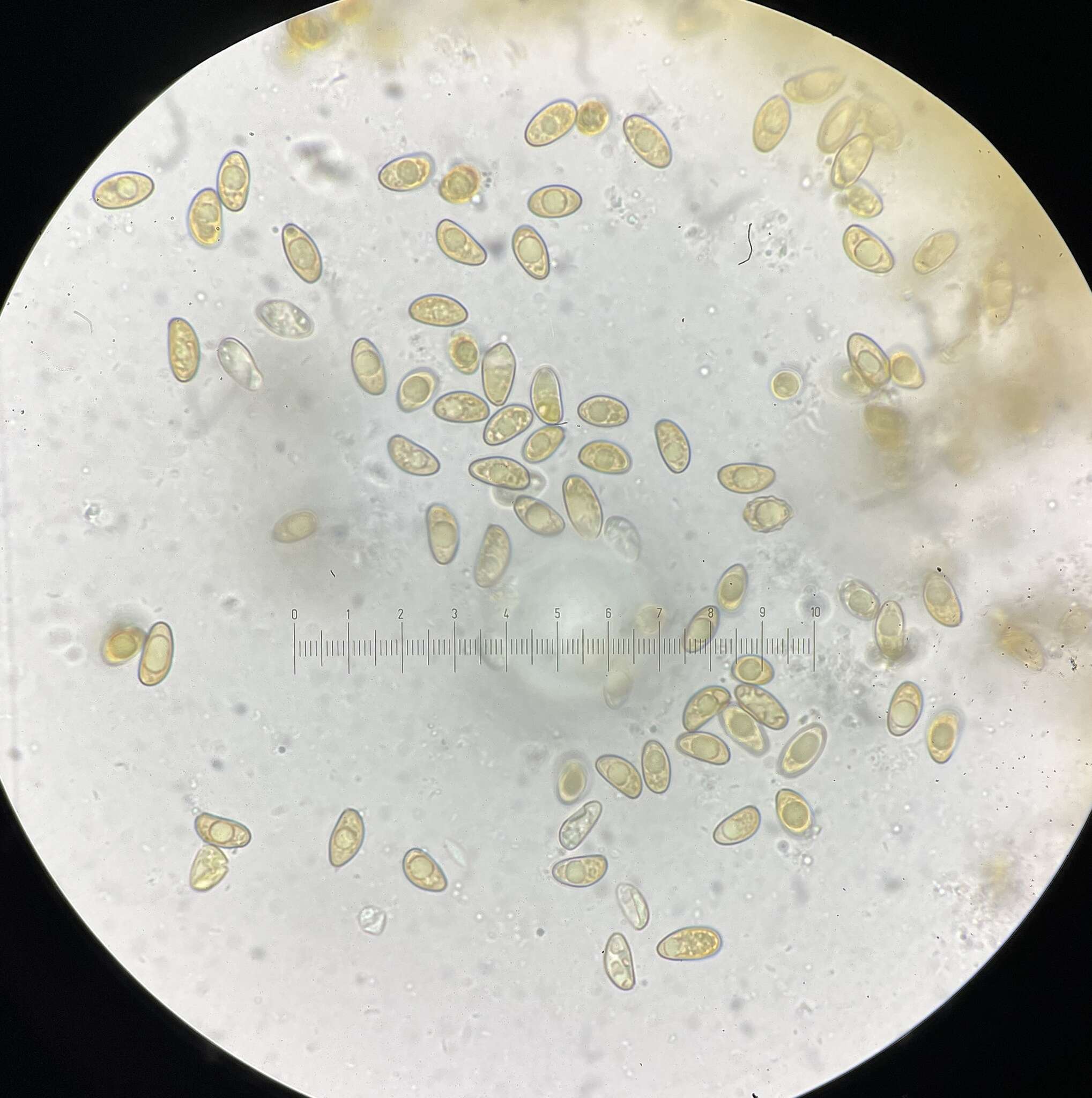 Image de Mallocybe multispora