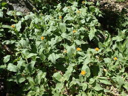 Image of Coville's mule-ears