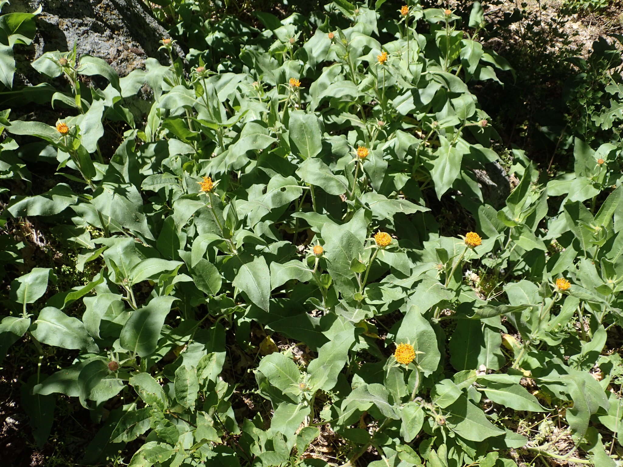 Image of Coville's mule-ears