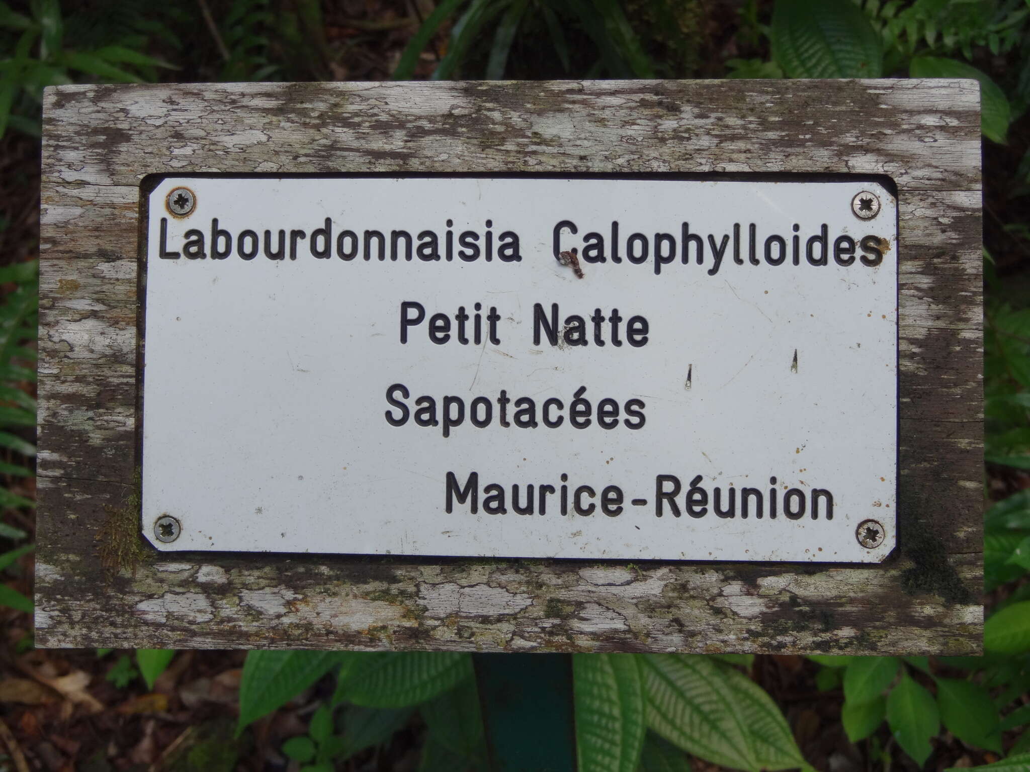 Image of Labourdonnaisia calophylloides Bojer