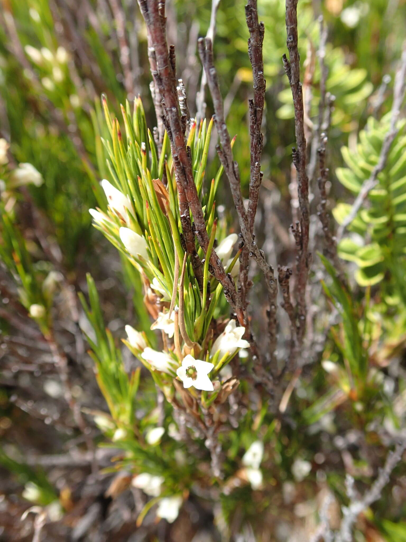 Image de Dracophyllum rosmarinifolium (Forst. fil.) R. Br.