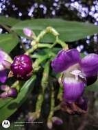 Image of Dichorisandra hexandra (Aubl.) C. B. Clarke