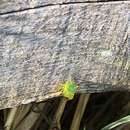 Image of Buffalo treehopper