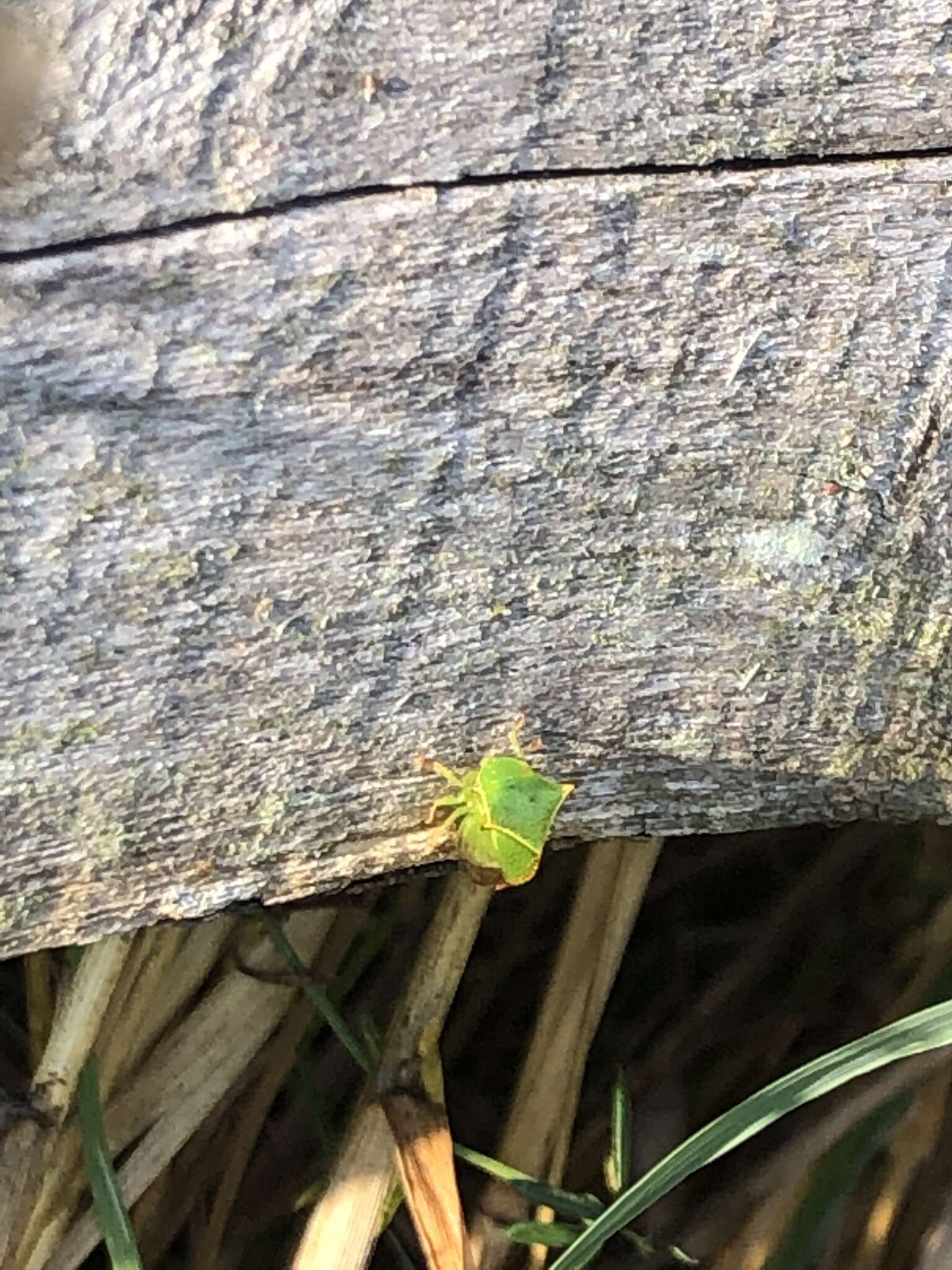 Image of Buffalo treehopper