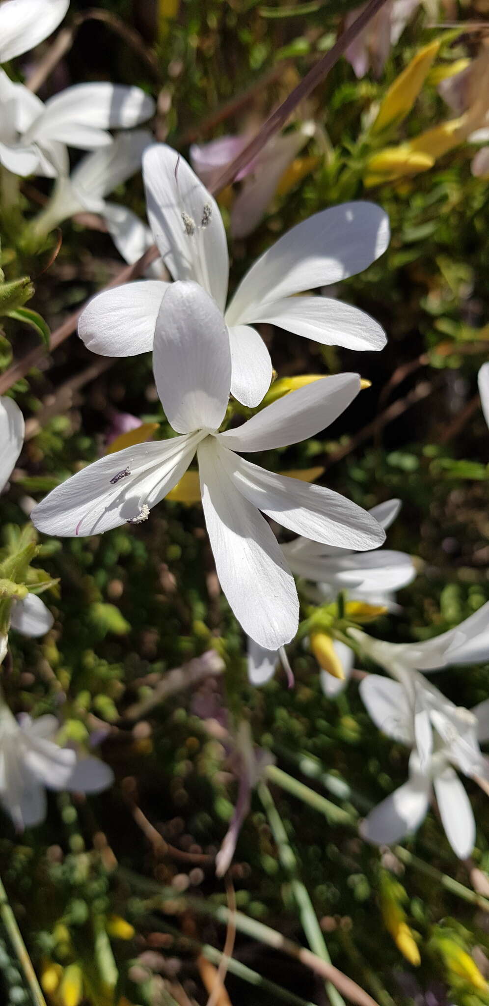 Image of Barleria pretoriensis C. B. Cl.