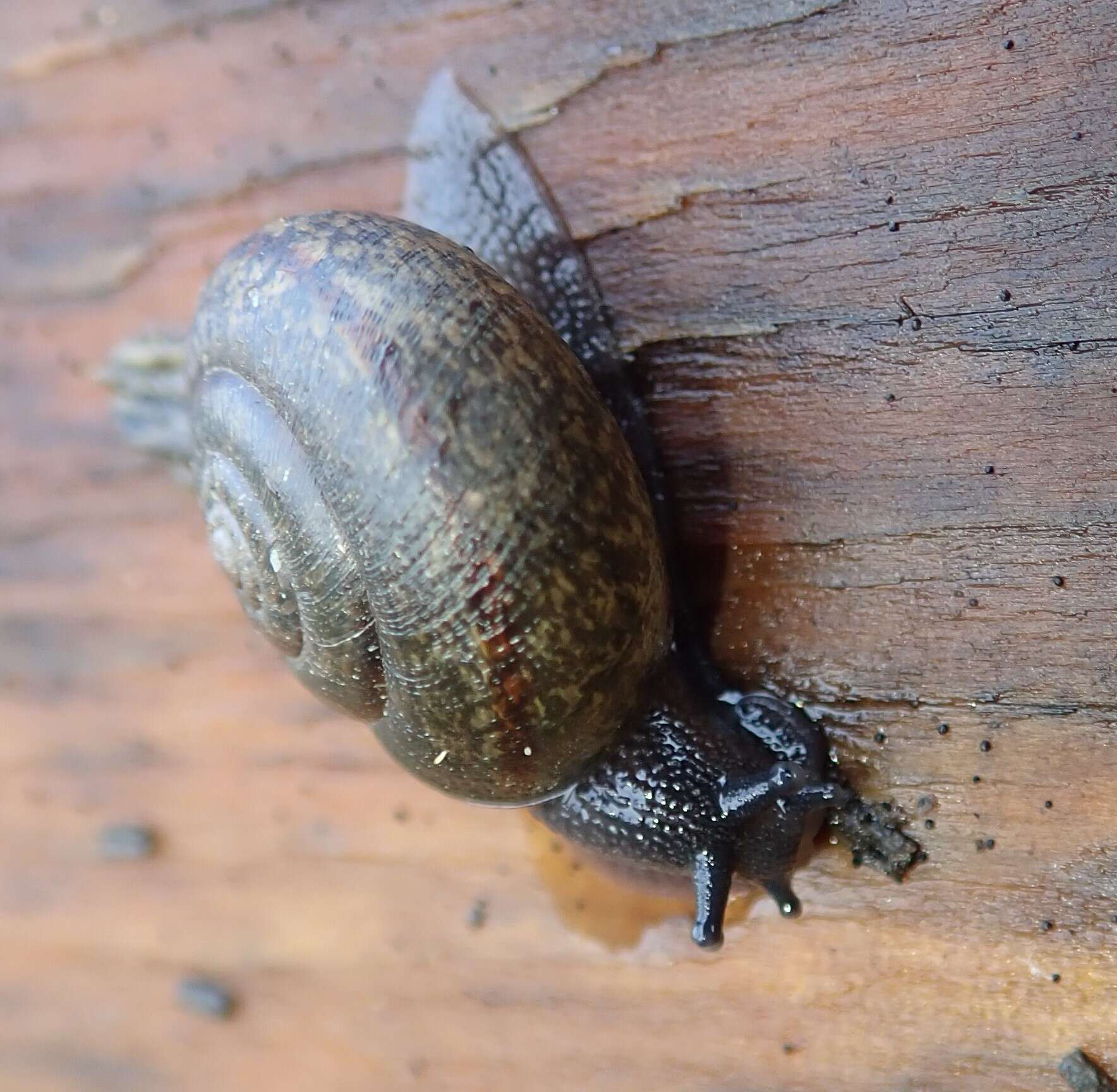 Image of Helminthoglypta nickliniana ramentosa (A. Gould 1856)