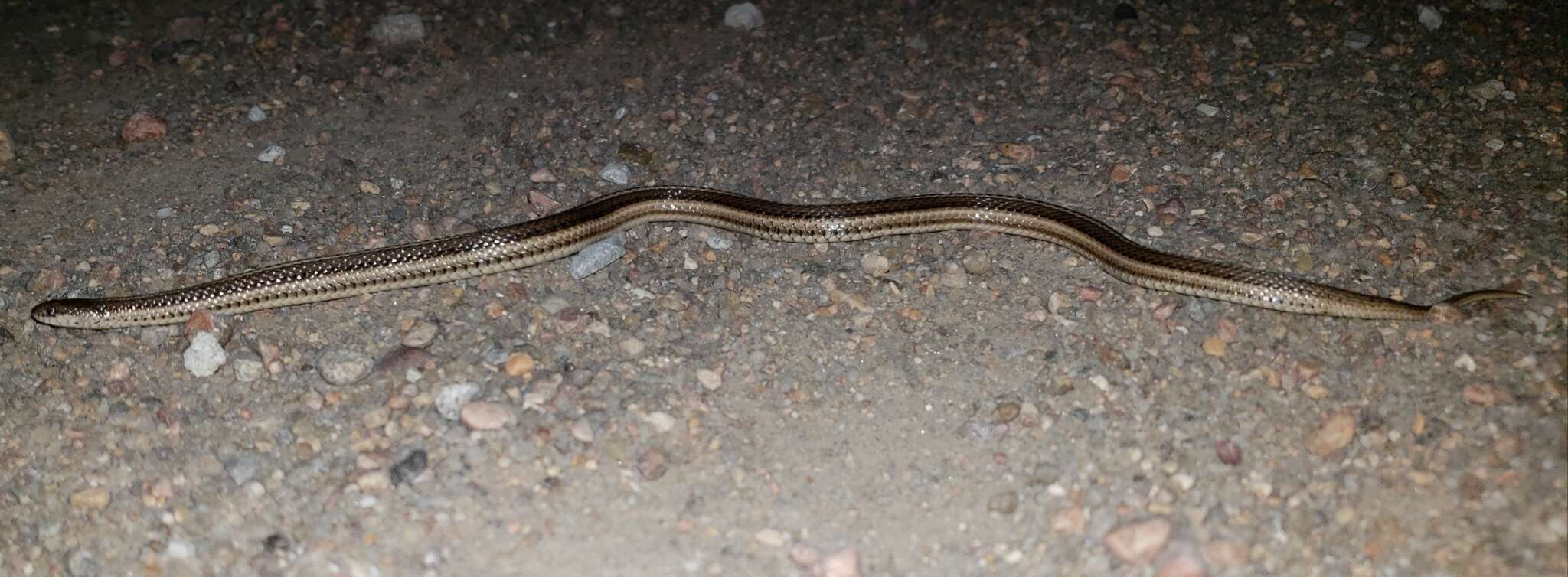 Image of Lined Snake