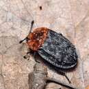 Image of Red-breasted Carrion Beetle