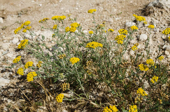 Image of Achillea leptophylla Bieb.