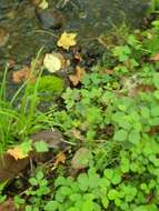 Image of Japanese Weasel