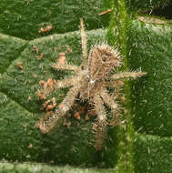 Sivun Sidymella hirsuta (L. Koch 1874) kuva