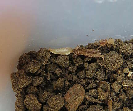 Image of <i>Proatelurina pseudolepisma</i>