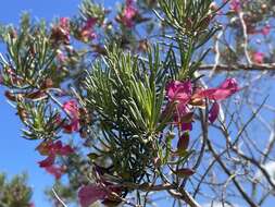 Imagem de Eremophila alternifolia R. Br.