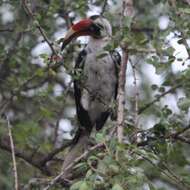 Image of Von der Decken's Hornbill