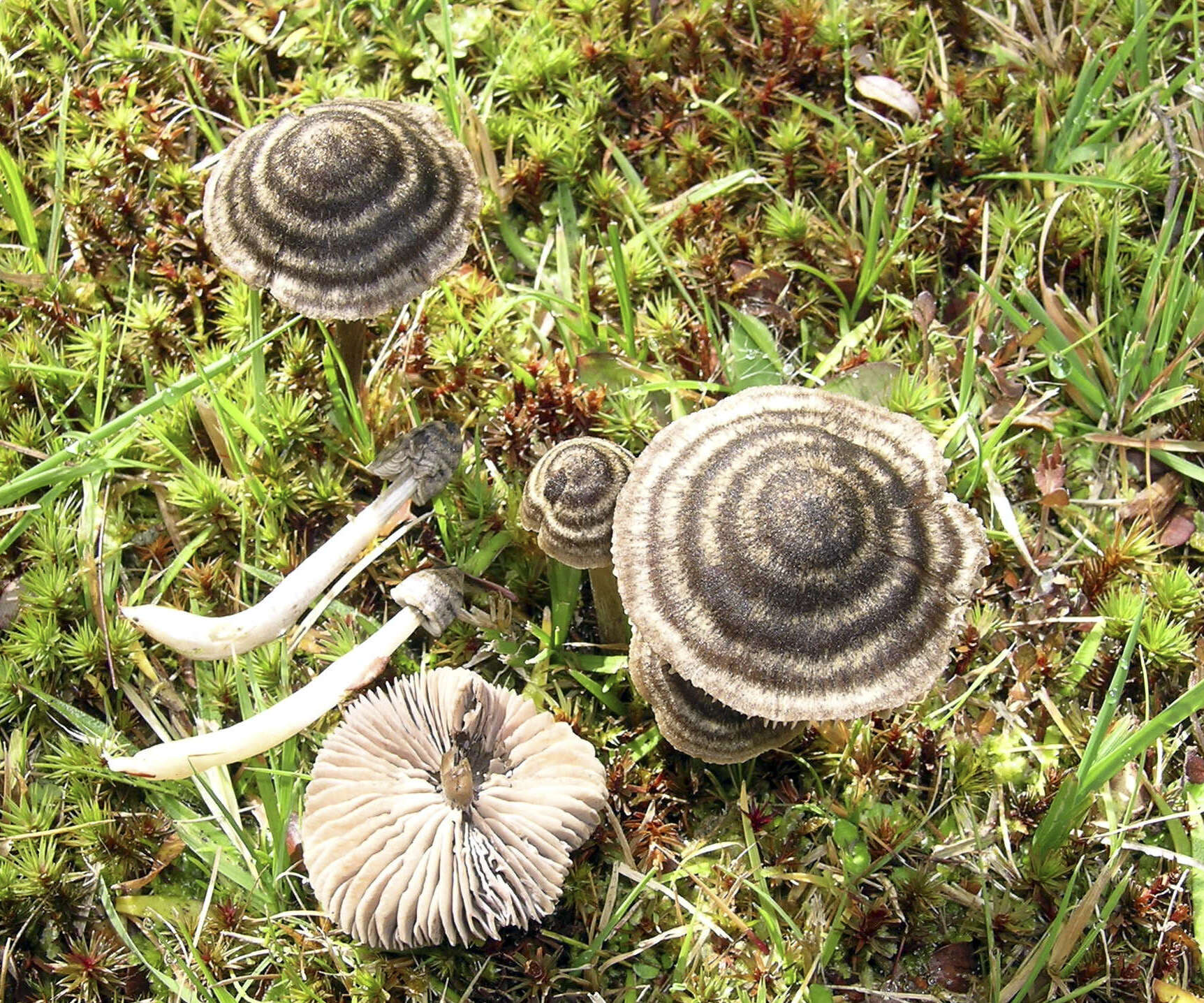 Image of Entoloma perzonatum E. Horak 1973