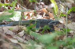 Image of Peach-throated Monitor
