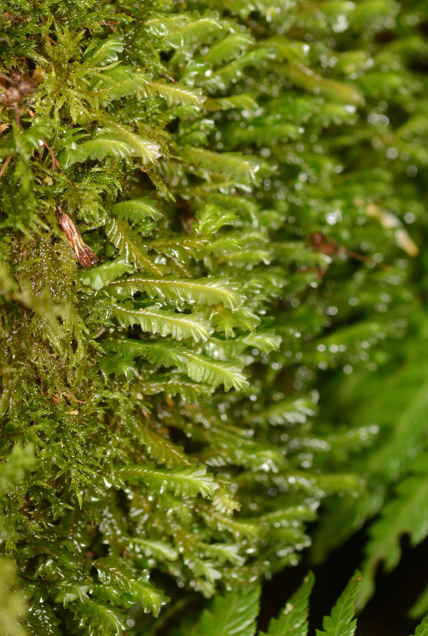 Image of Plagiochila strombifolia Taylor