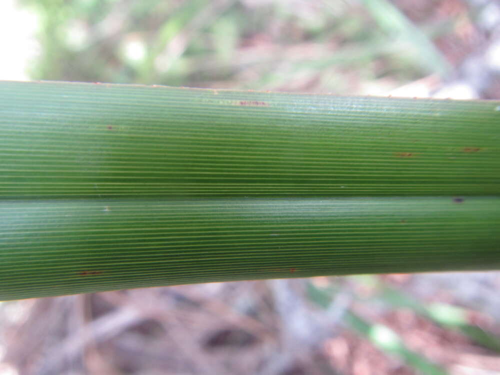 Image of Dianella latissima Heenan & de Lange