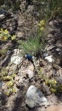 Image of Brenda's yellow cryptantha