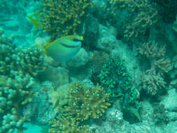 Image of Barred rabbitfish