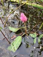 Image of water smartweed