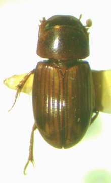 Image of Gonaphodiellus