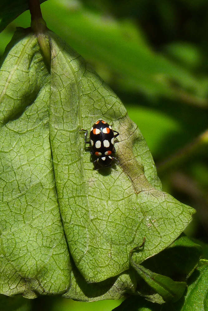 Image of <i>Eriopis connexa</i>