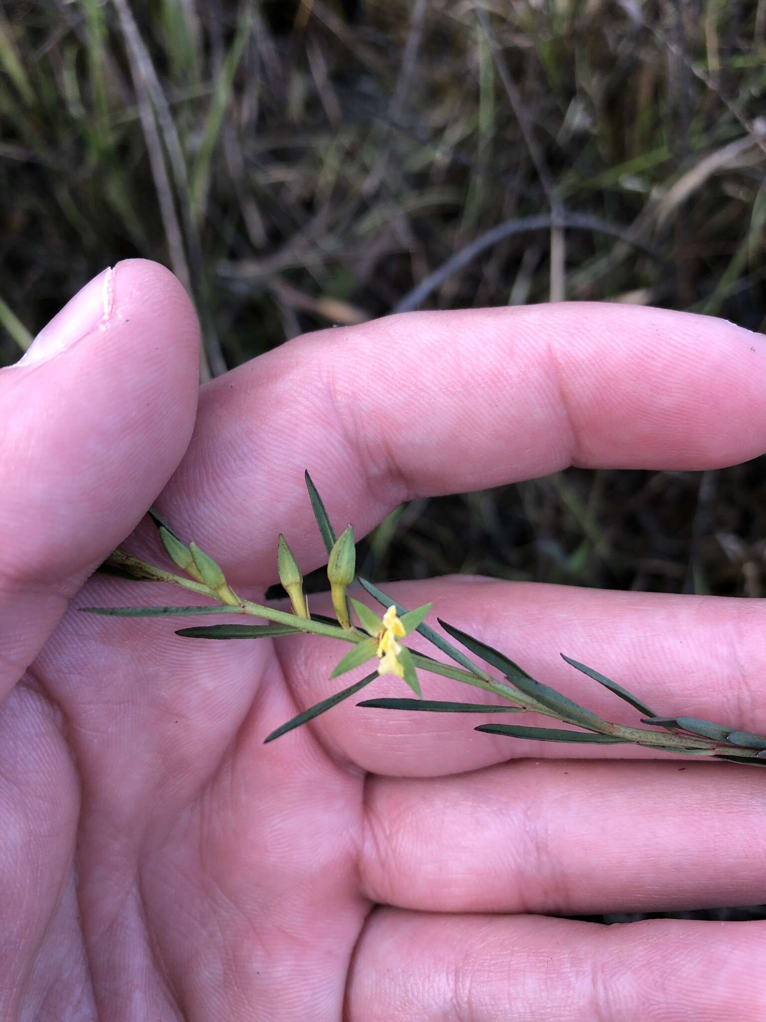 Imagem de Ludwigia linifolia Poir.