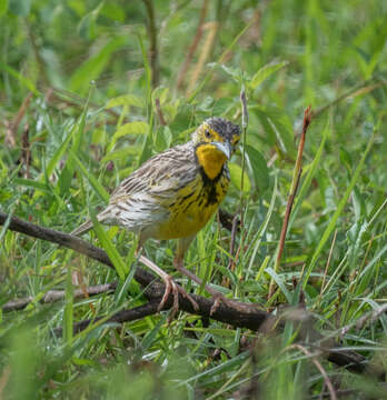 Image of Pangani Longclaw