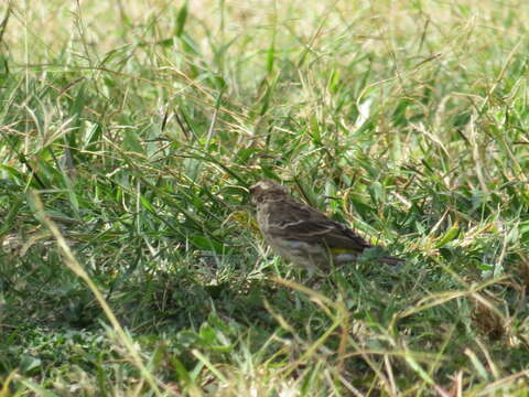 Image of Reichenow's Seedeater