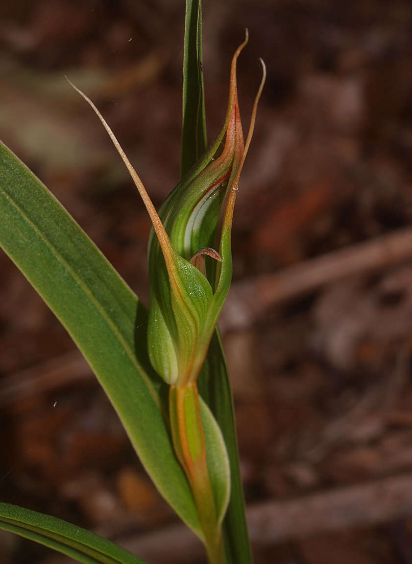 Image of Pterostylis cardiostigma D. Cooper