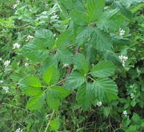 Image of Rubus silesiacus Weihe