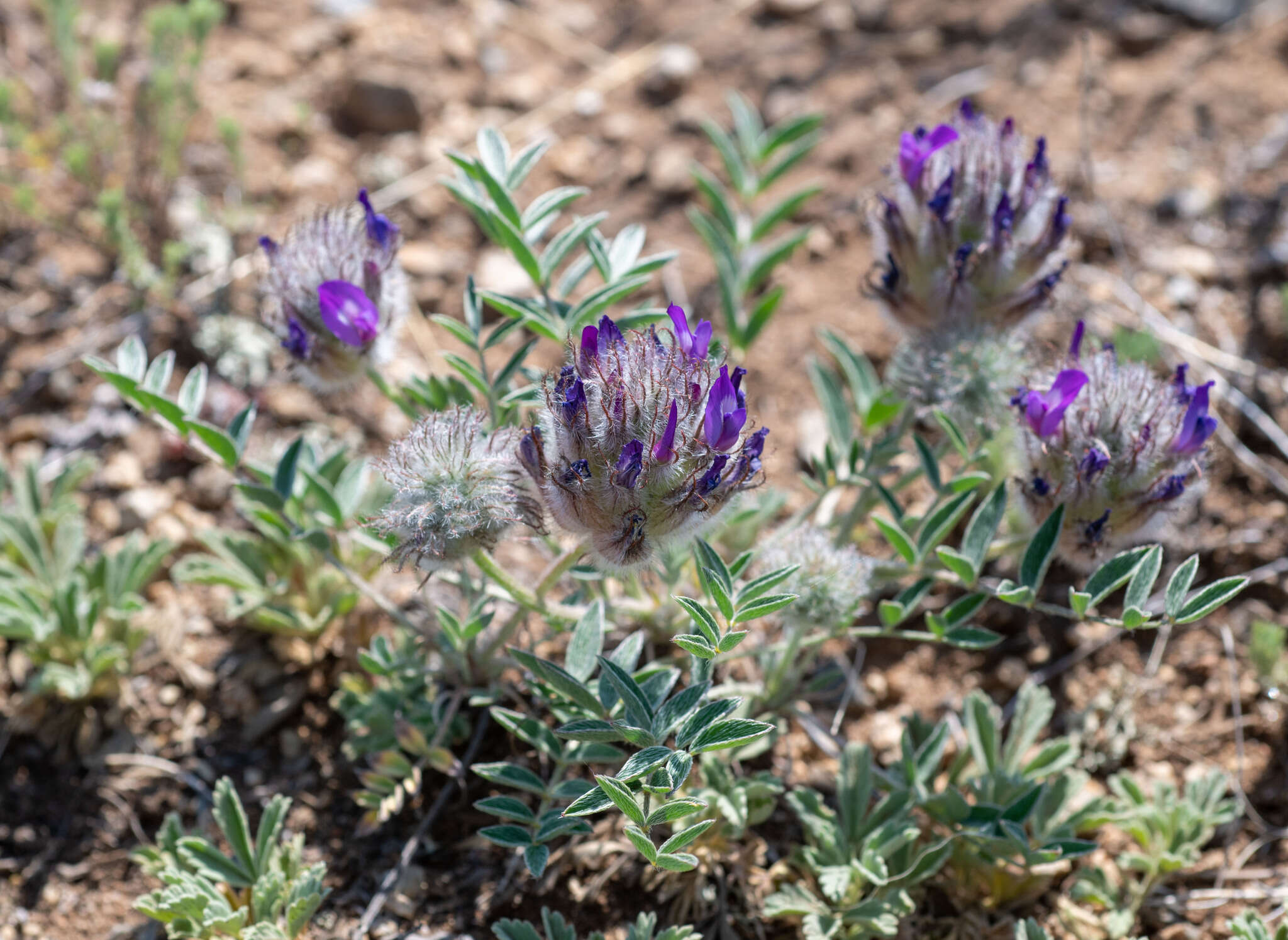 Plancia ëd Astragalus laguroides Pall.