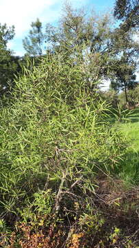 Image of false olive