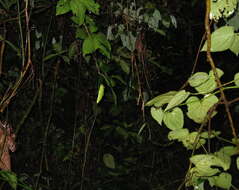 Image of Pink-sided Treefrog