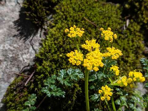 Lomatium hallii (S. Wats.) Coult. & Rose resmi