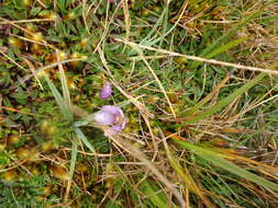 Image of Gentianella cerastioides (Kunth) Fabris