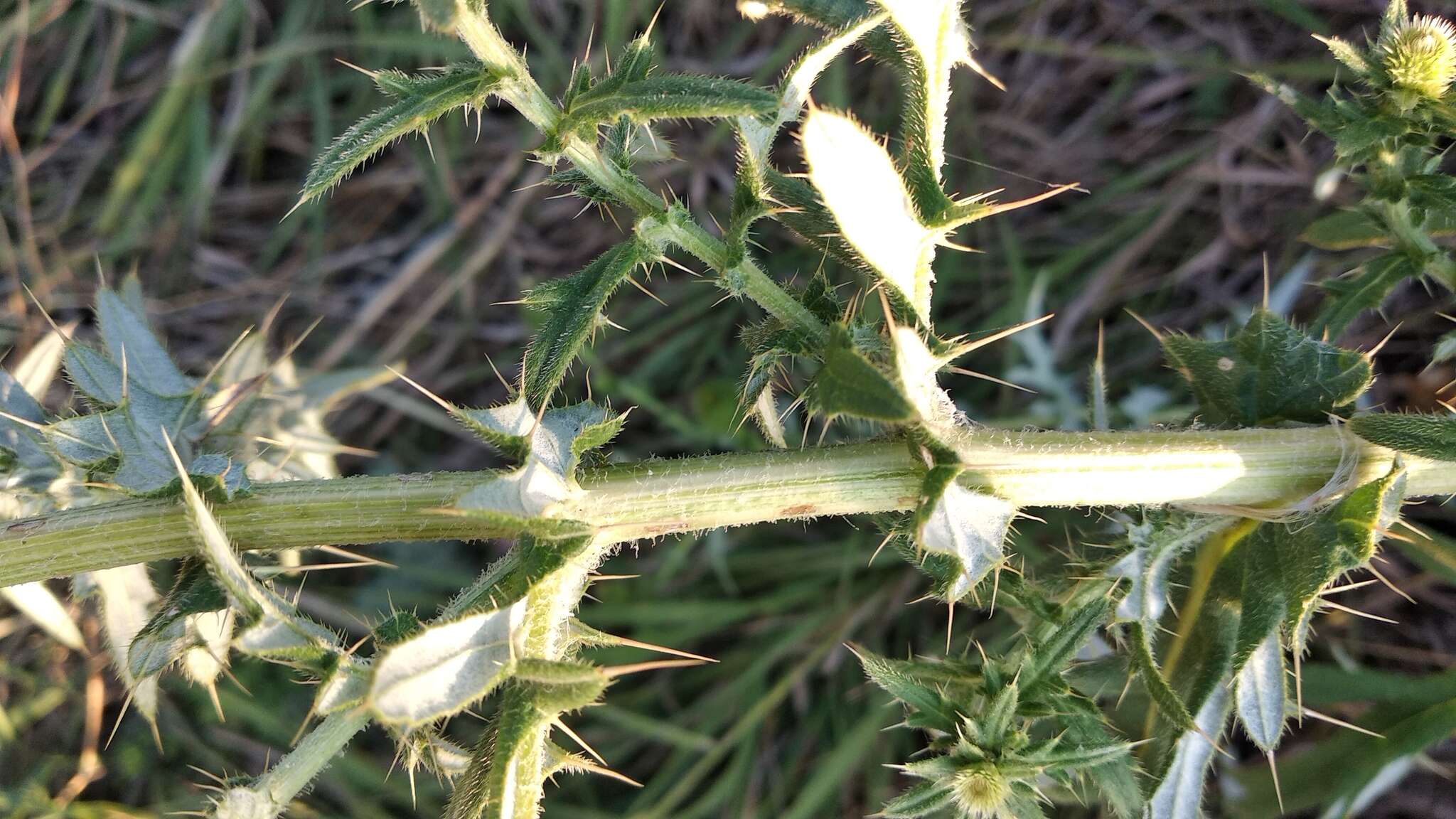 Cirsium serrulatum (M. Bieb.) Fischer的圖片