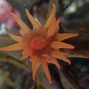 Pseudactinia varia Carlgren 1938的圖片