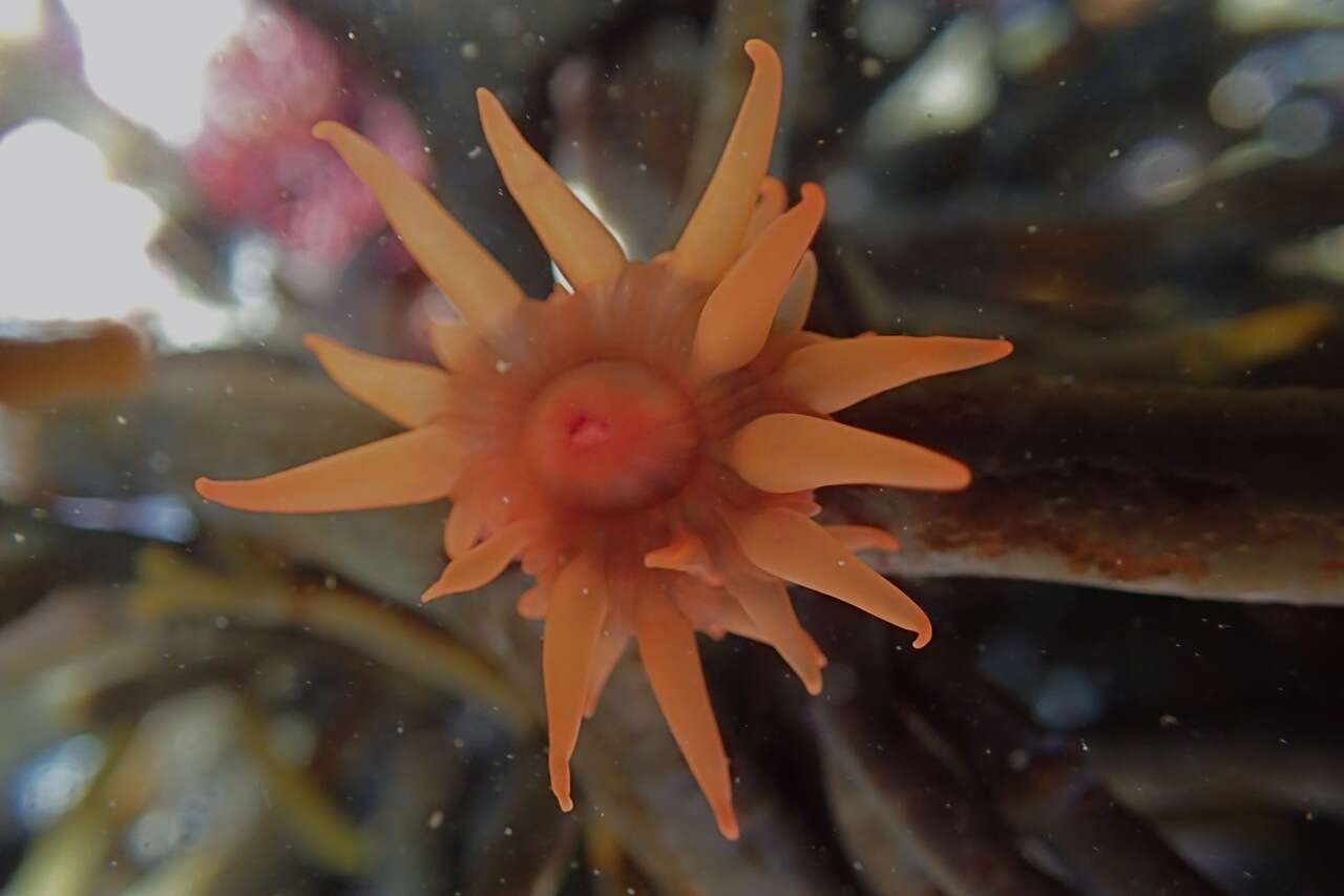 Image of Pseudactinia varia Carlgren 1938