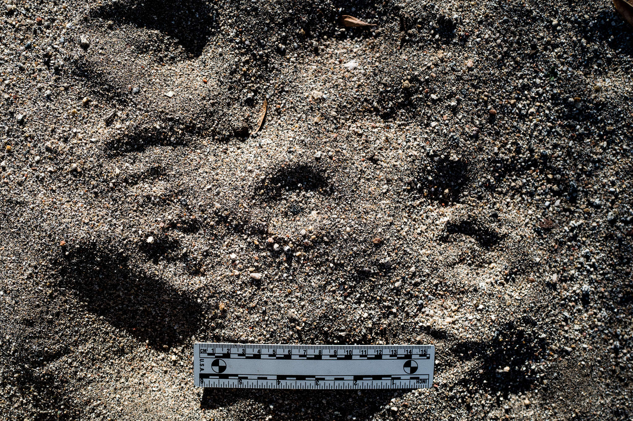 Sivun Lepus californicus bennettii Gray 1843 kuva